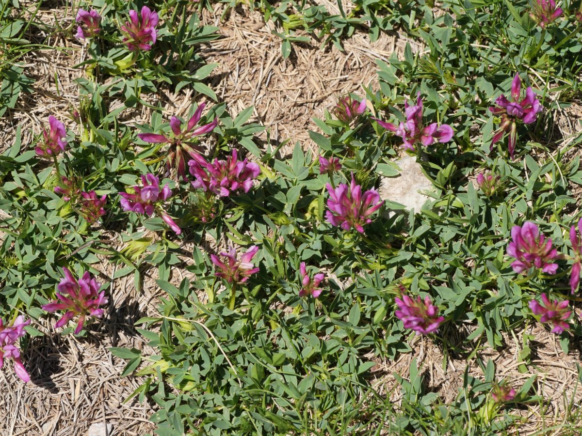 Trifolium alpinum Culivillas sakanean
