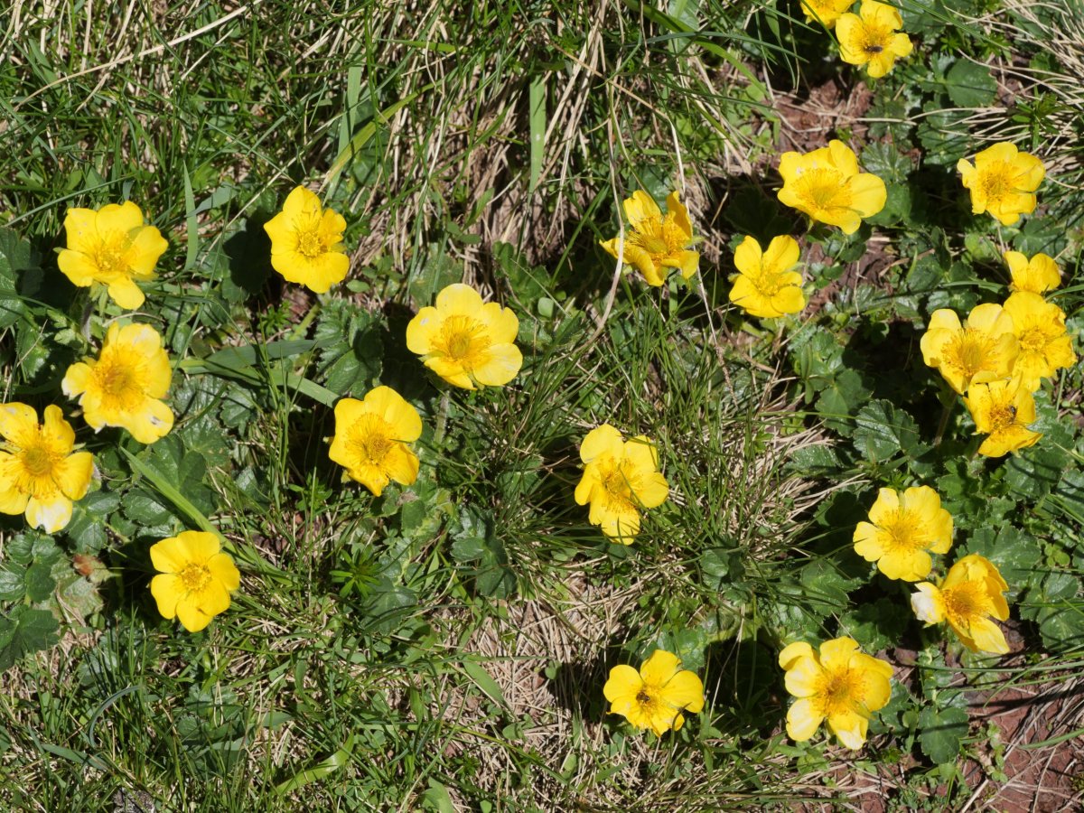 Geum montanum Anayeteko iboien bazterrean