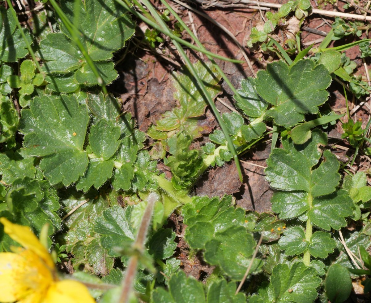 Geum montanum, Anayeteko iboien bazterrean