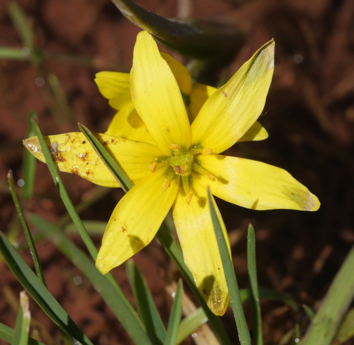 Gagea fragifera Anayeteko iboietako baten ertzean