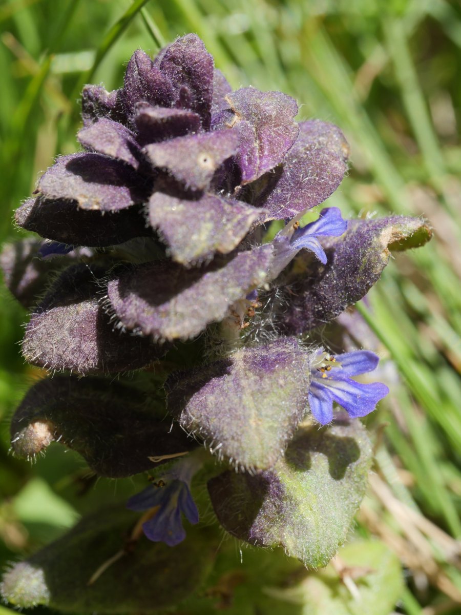 Ajuga pyramidalis Anayeteko iboien inguruan