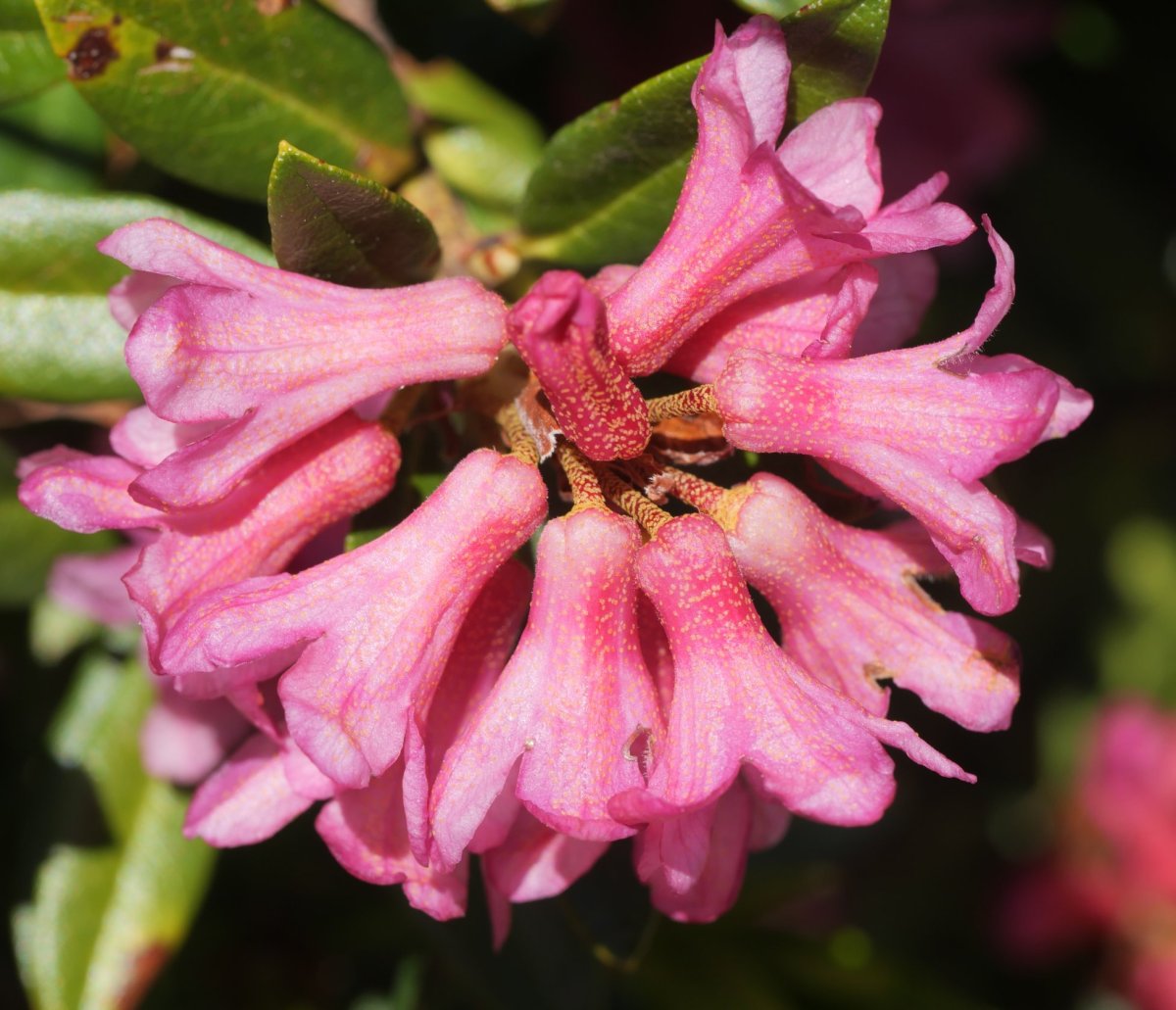 Rhododendron ferrugineum Culivillas sakanean