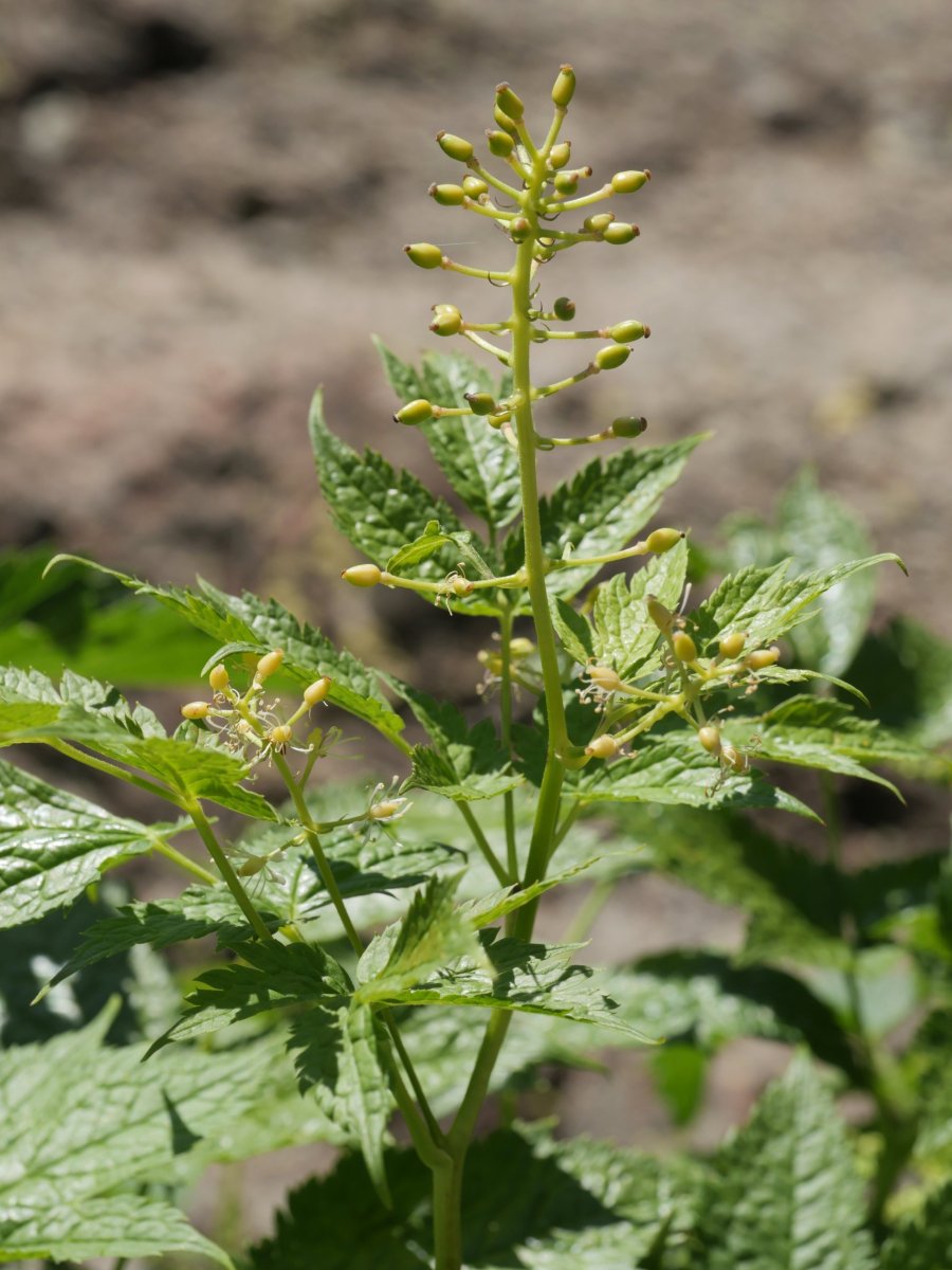 Actaea spicata Barranco de Culivillas bailaran (1900 m.)