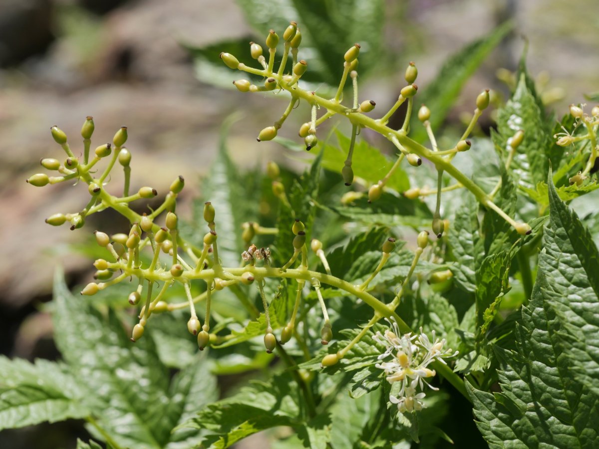 Actaea spicata Barranco de Culivillas bailaran (1900 m.)