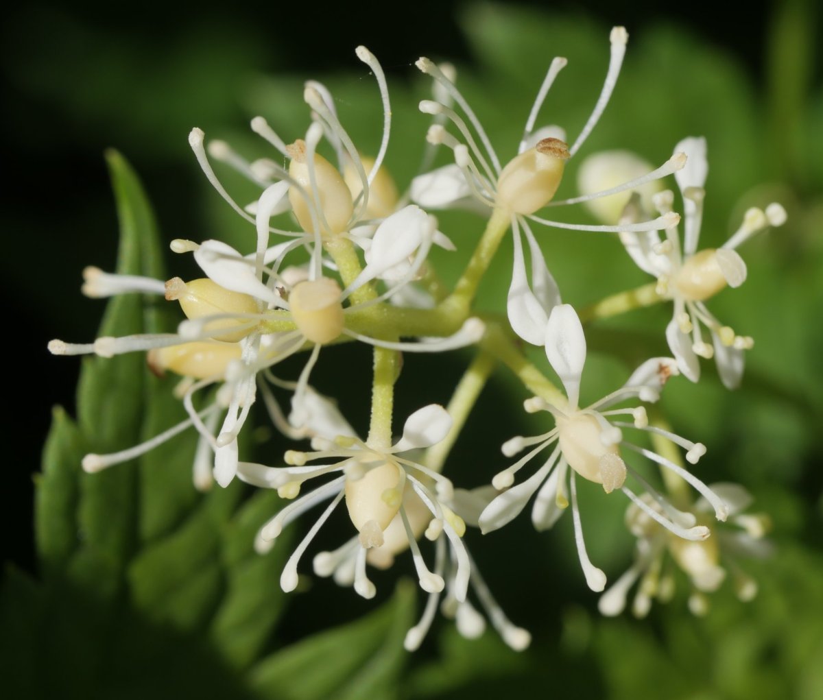 Actaea spicata Barranco de Culivillas bailaran (1900 m.)