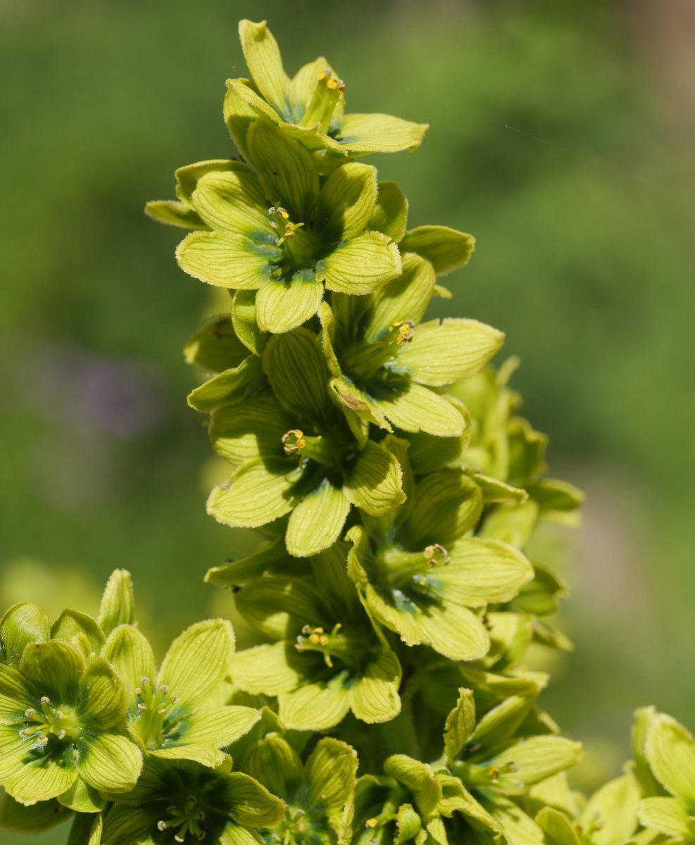 Veratrum album Culivillas sakanean