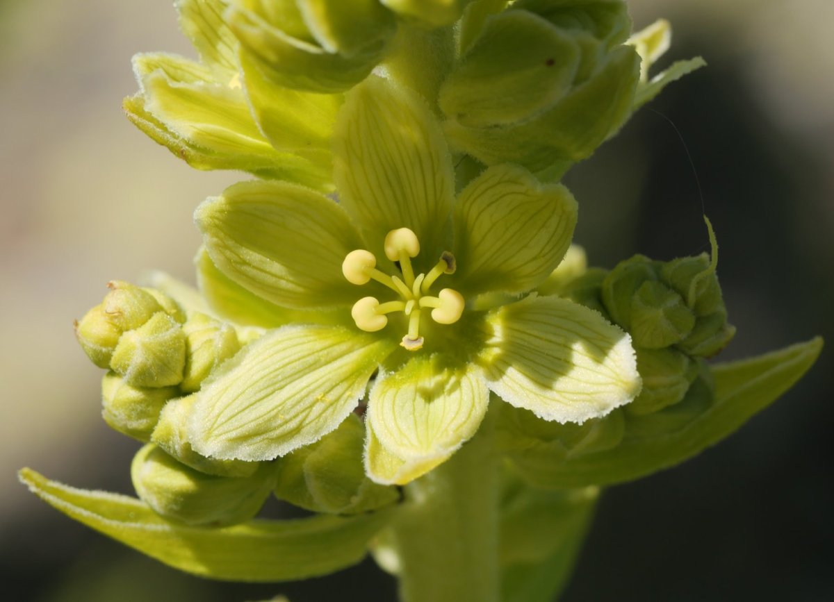 Veratrum album Culivillas sakanean