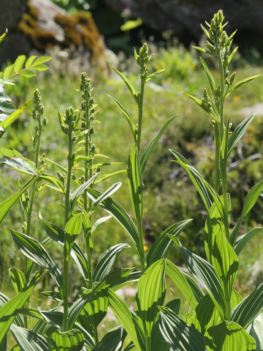 Veratrum album Culivillas sakanean