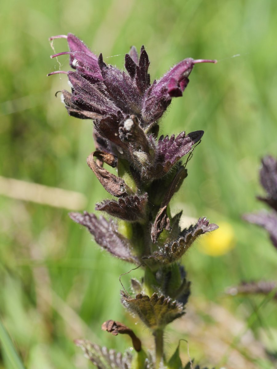 Bartsia alpina Culivillas sakanaren sarreran