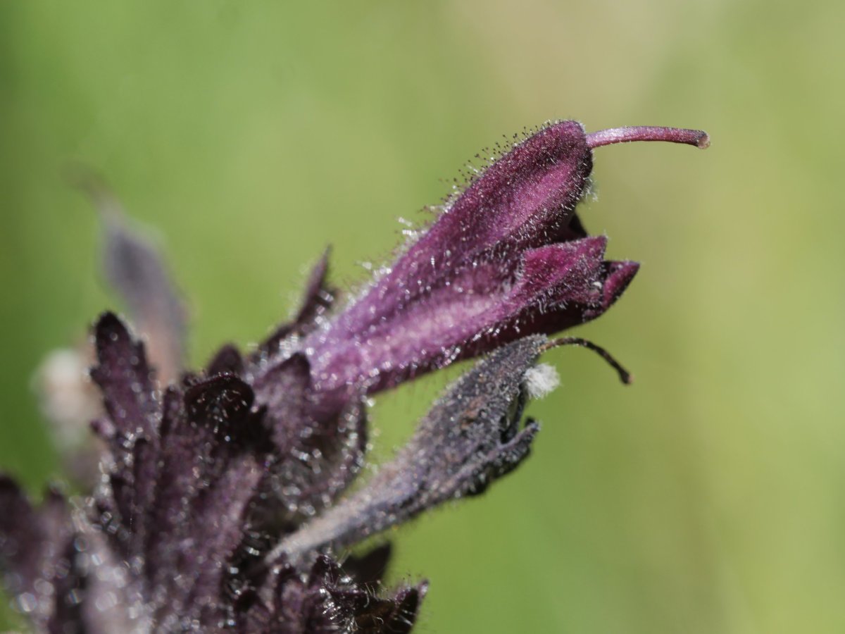 Bartsia alpina Culivillas sakanaren sarreran