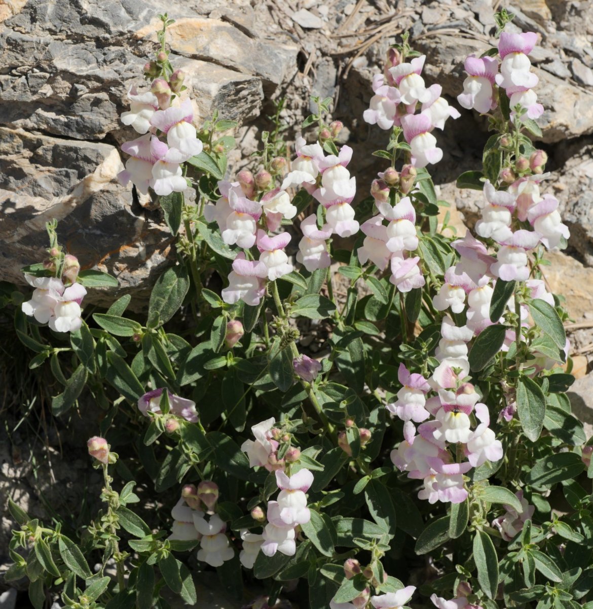 Antirrhinum molle Musales aldean