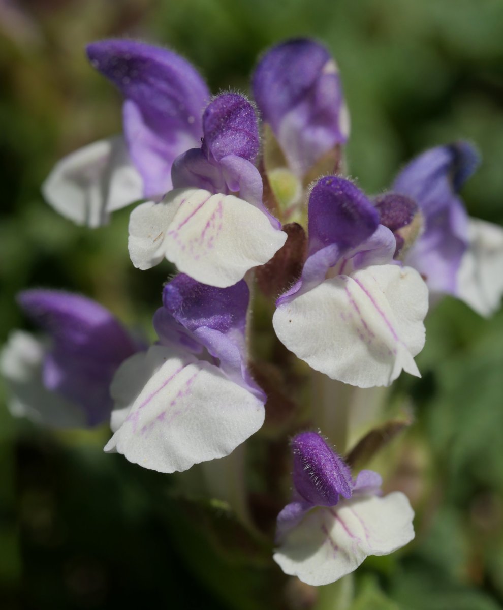 Scutellaria alpina Musales mendiaren hegoaldeko isurialdean