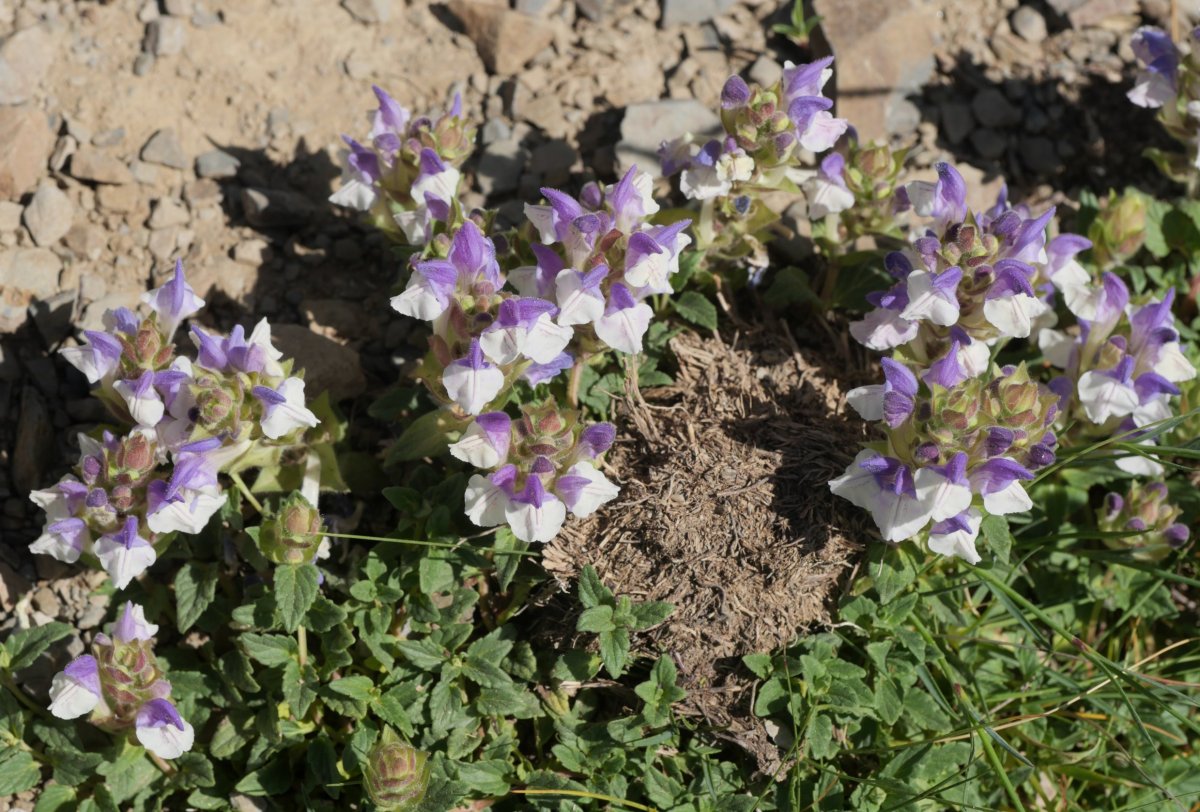 Scutellaria alpina Musales mendiaren hegoaldeko isurialdean
