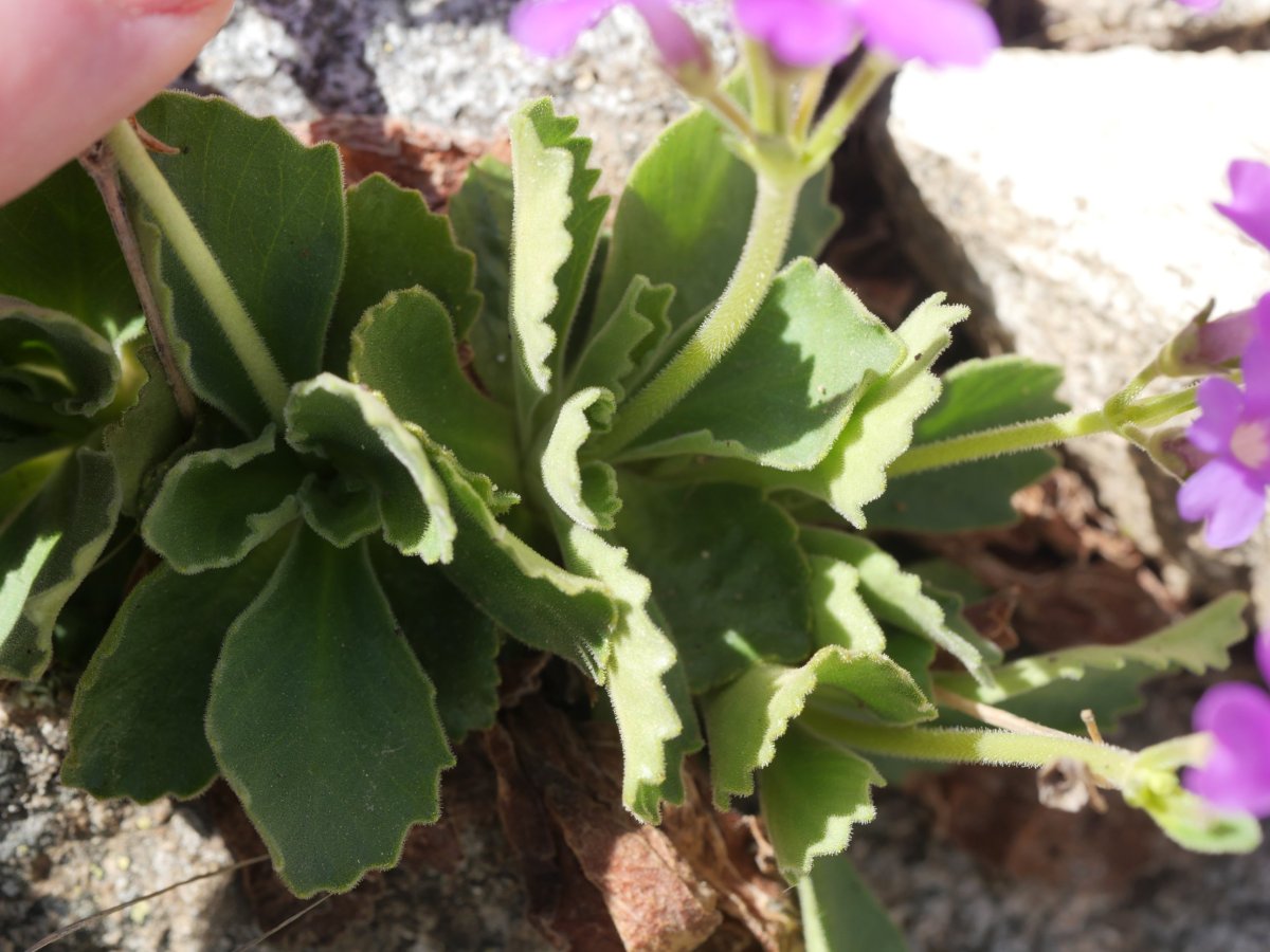 Primula hirsuta Bacias mendian