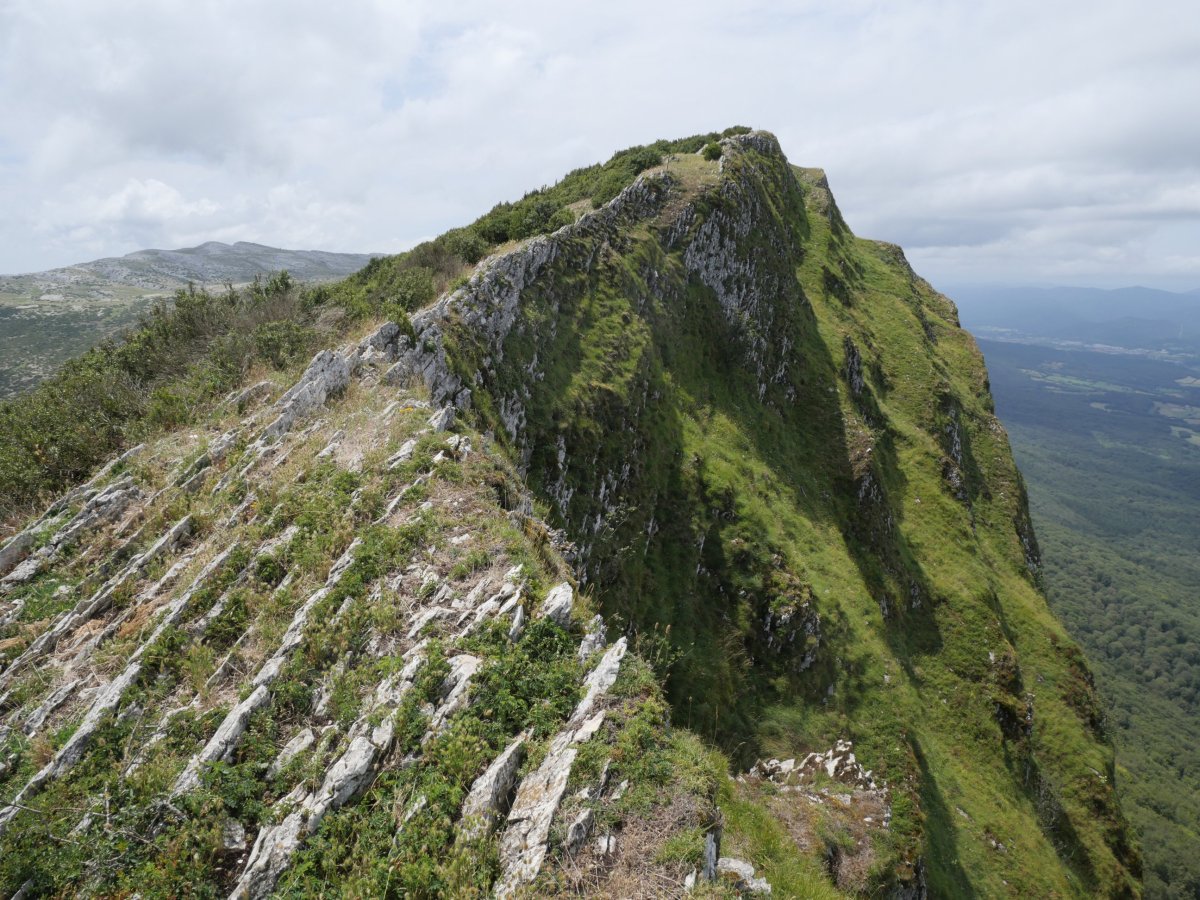 Ekialdeko bizkarra, Idoitxiki