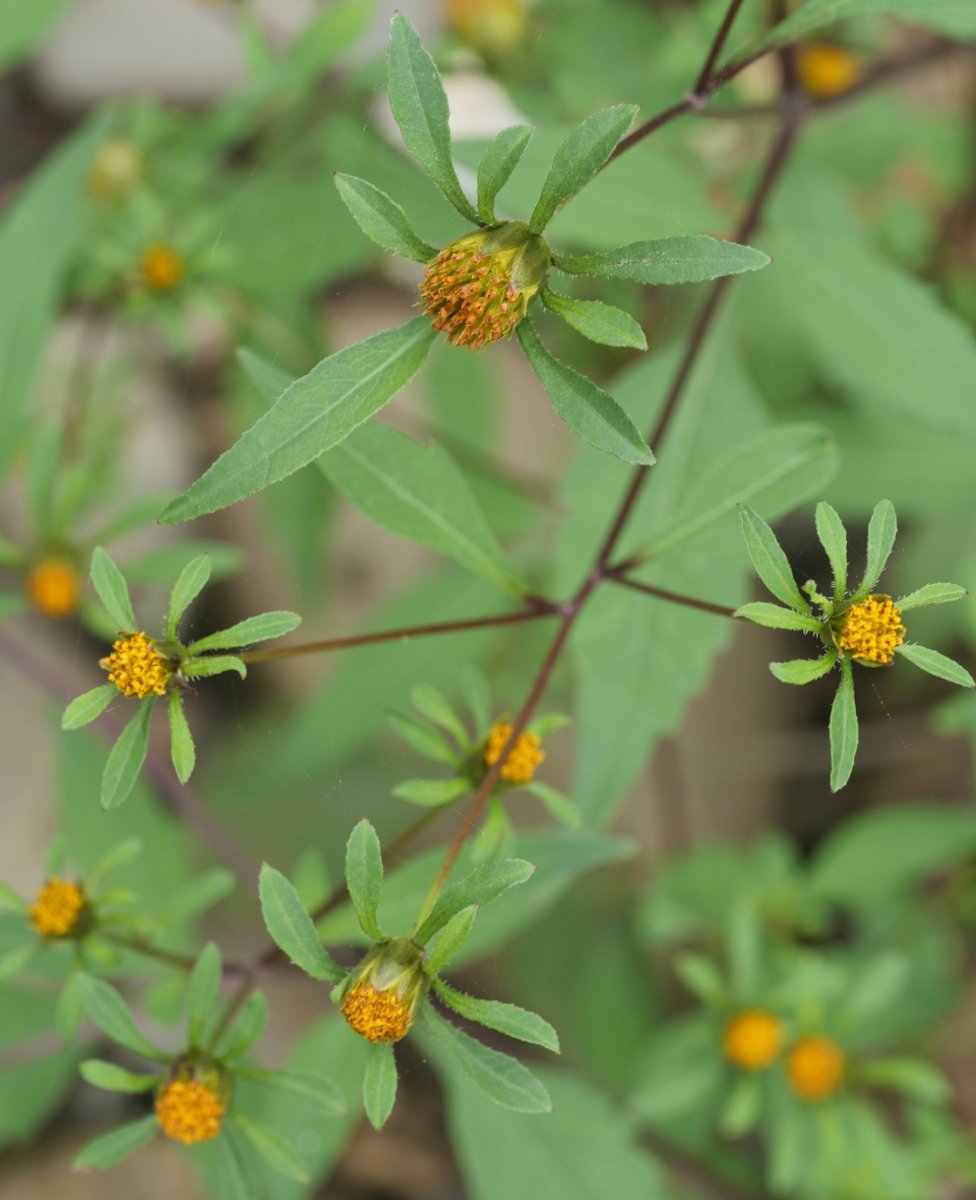 Bidens frondosa Urumean, Añarbe aldean