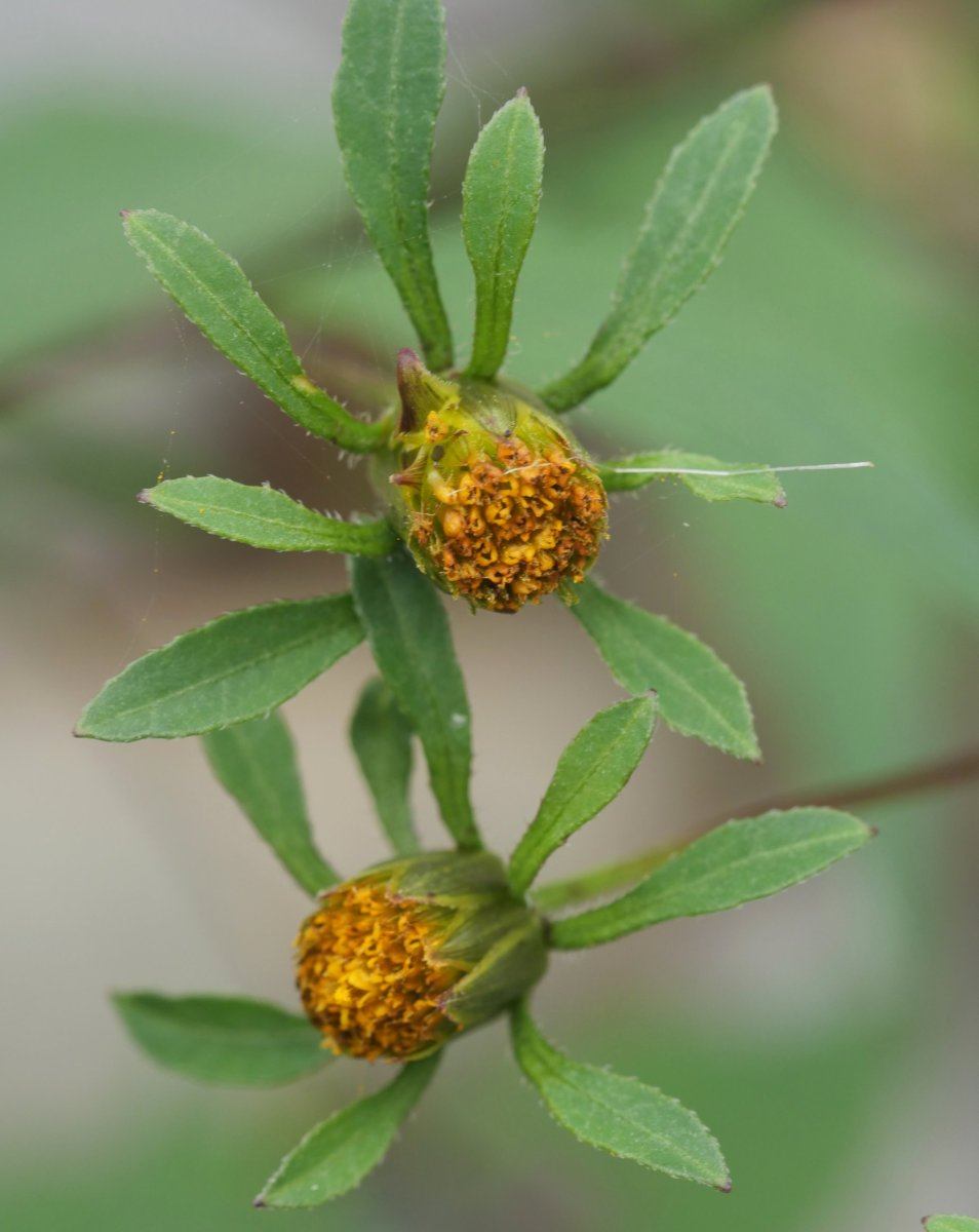 Bidens frondosa Urumean, Añarbe aldean