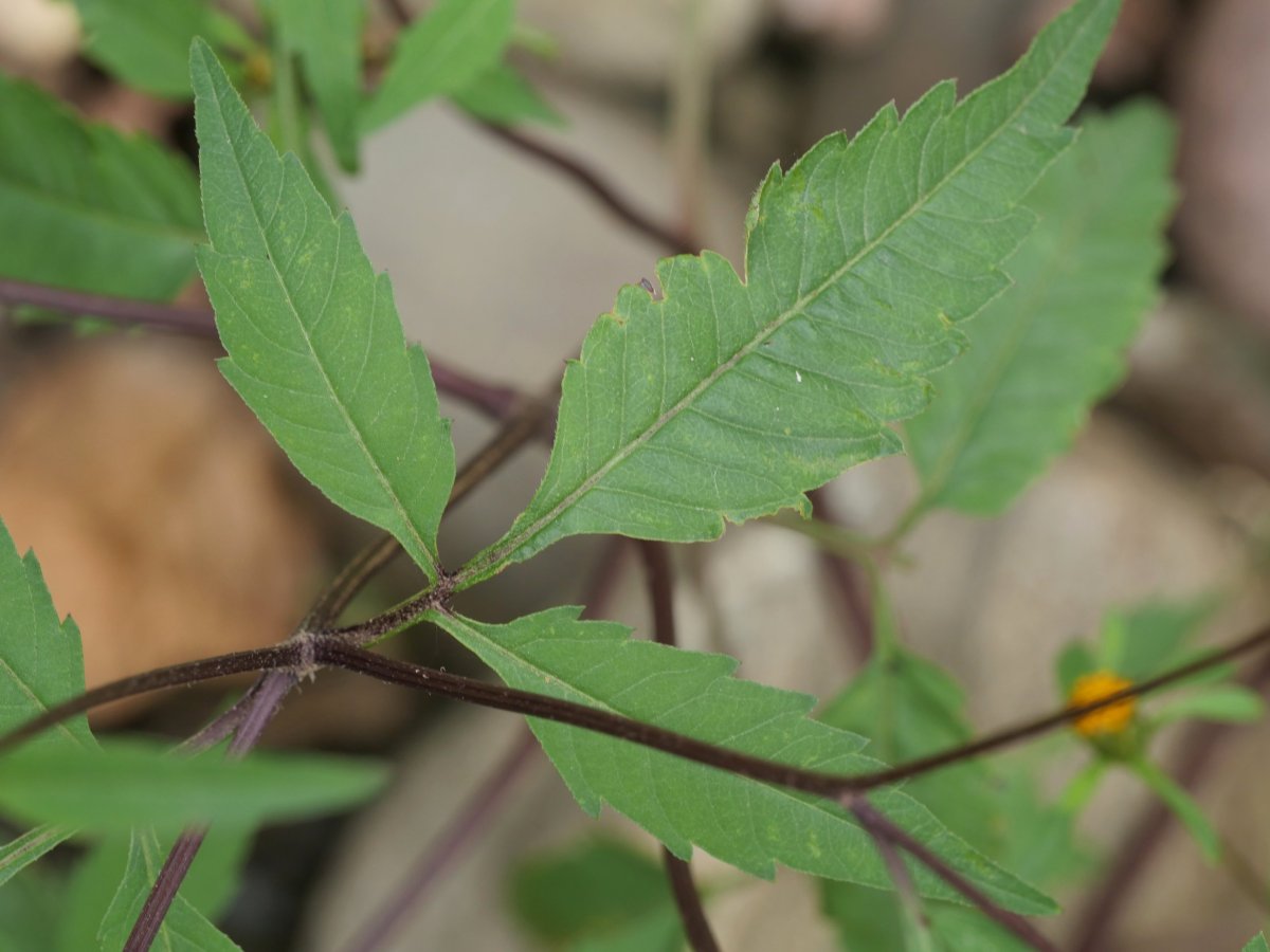 Bidens frondosa Urumean, Añarbe aldean