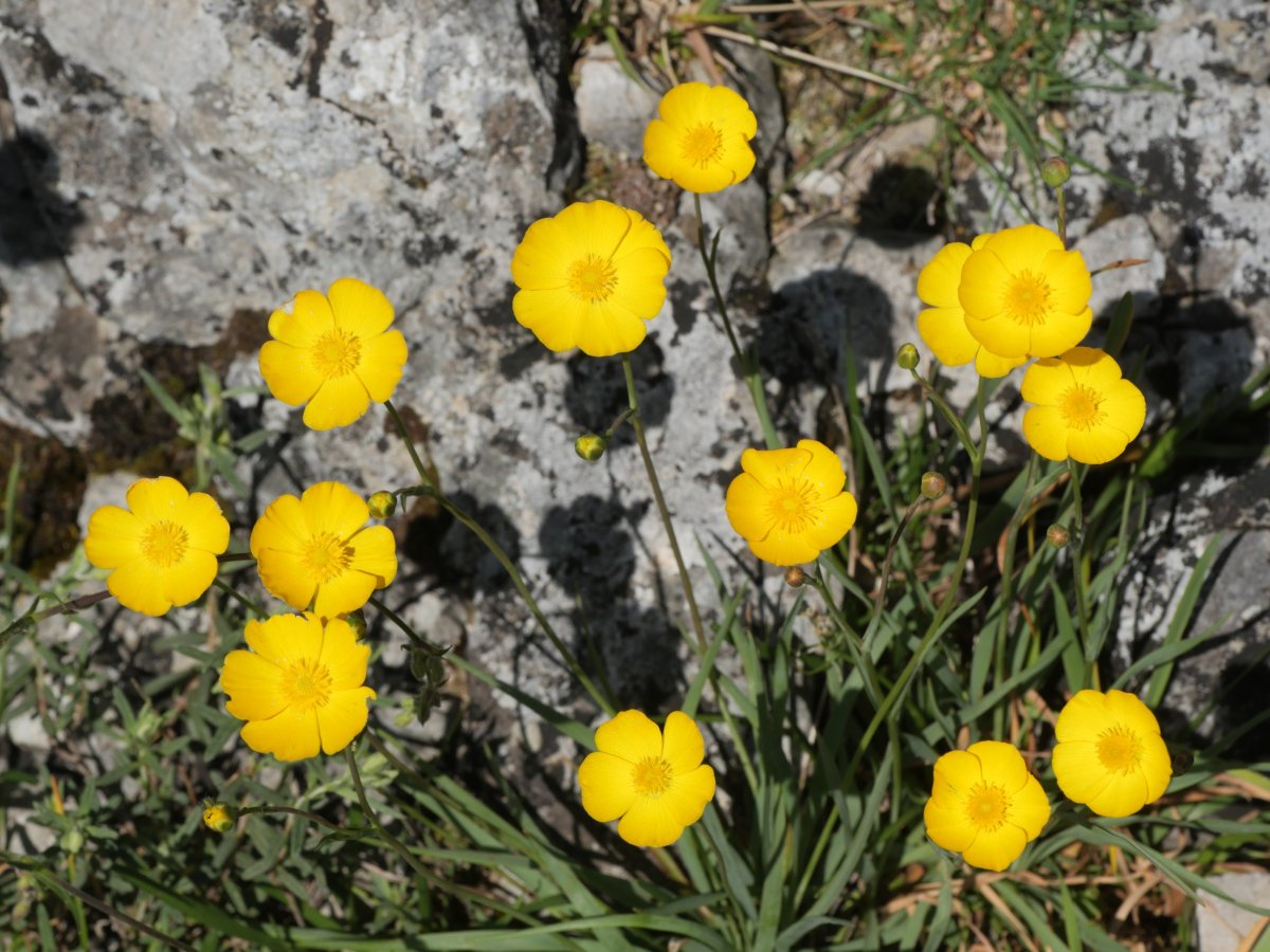 Ranunculus gramineus Mandalen mendiaren tontorraren inguruetan
