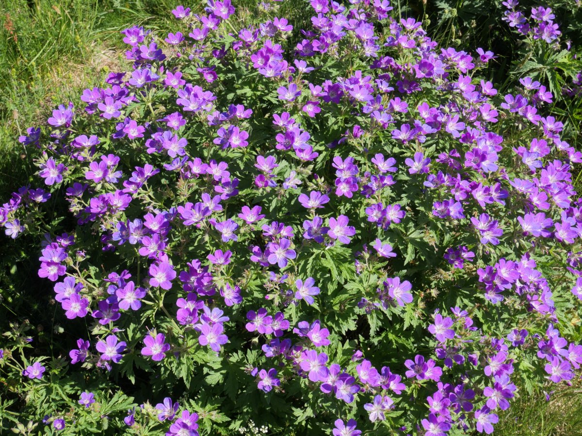 Geranium sylvaticum Culivillas errekaren inguruetan