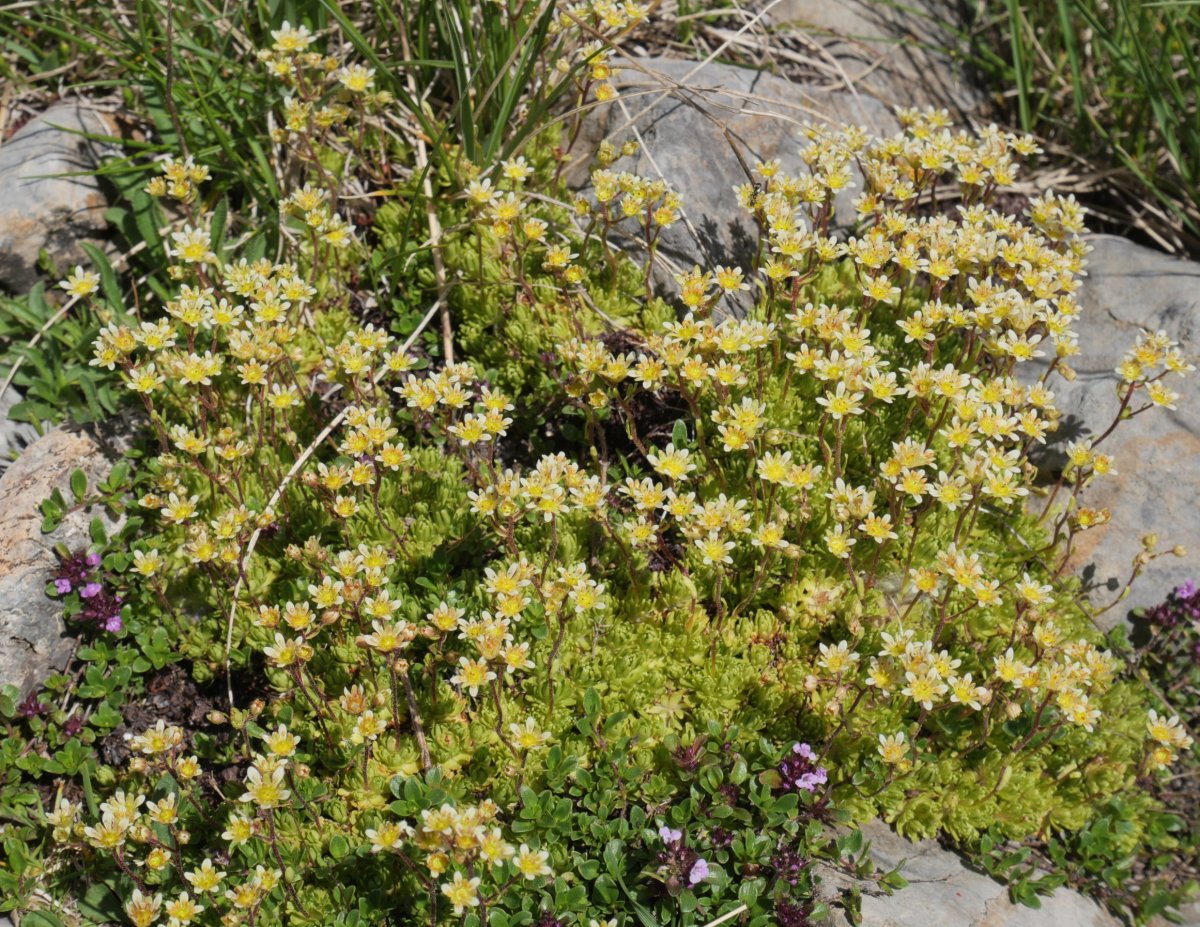 Saxifraga moschata Aneou inguruan