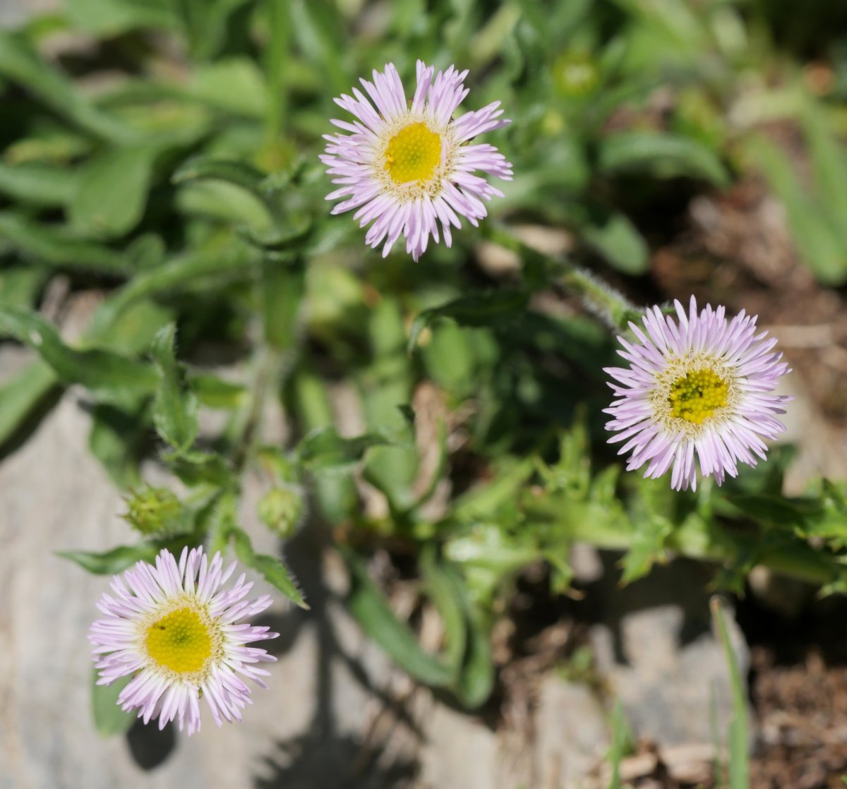 Erigeron alpinus Anéou aldeko mendietan