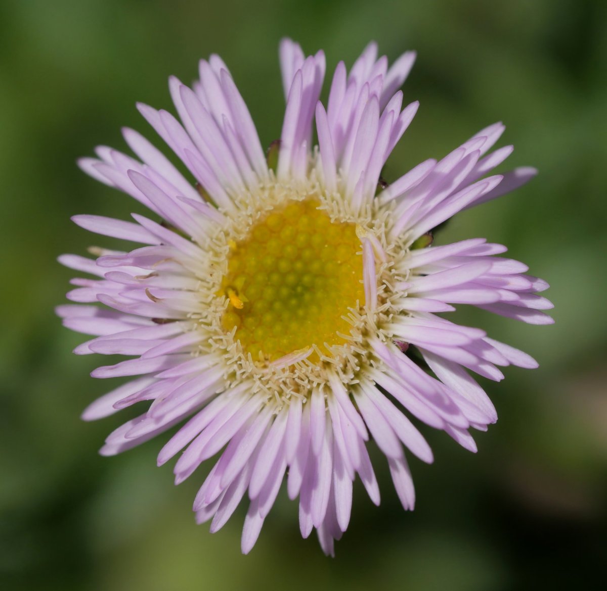 Erigeron alpinus Anéou aldeko mendietan