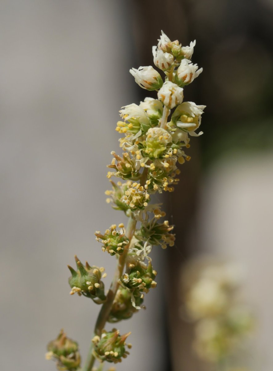 Reseda glauca Larra aldean
