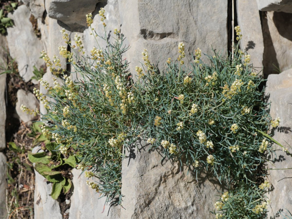 Reseda glauca Larra aldean