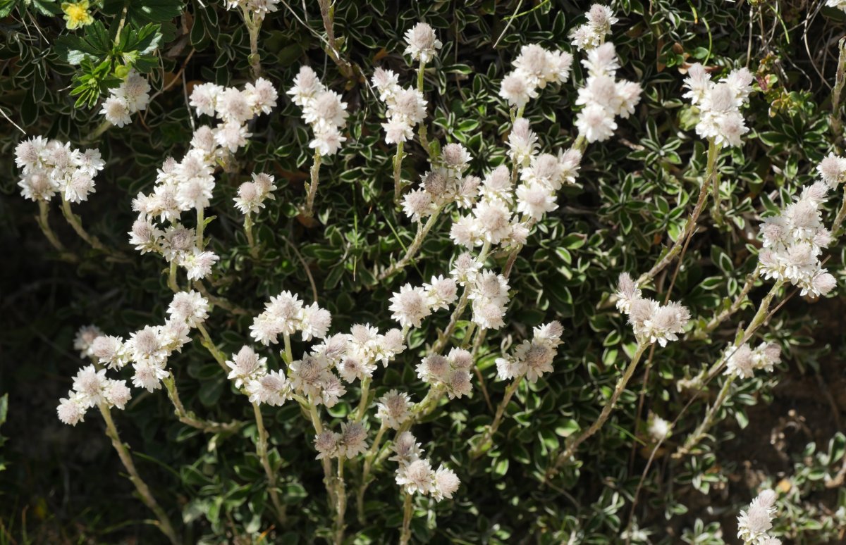 Antennaria dioica Latras mendian