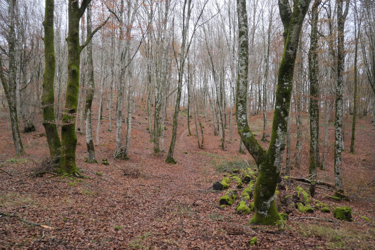 Bidea pagadian barrena, Otsopasaje inguruan
