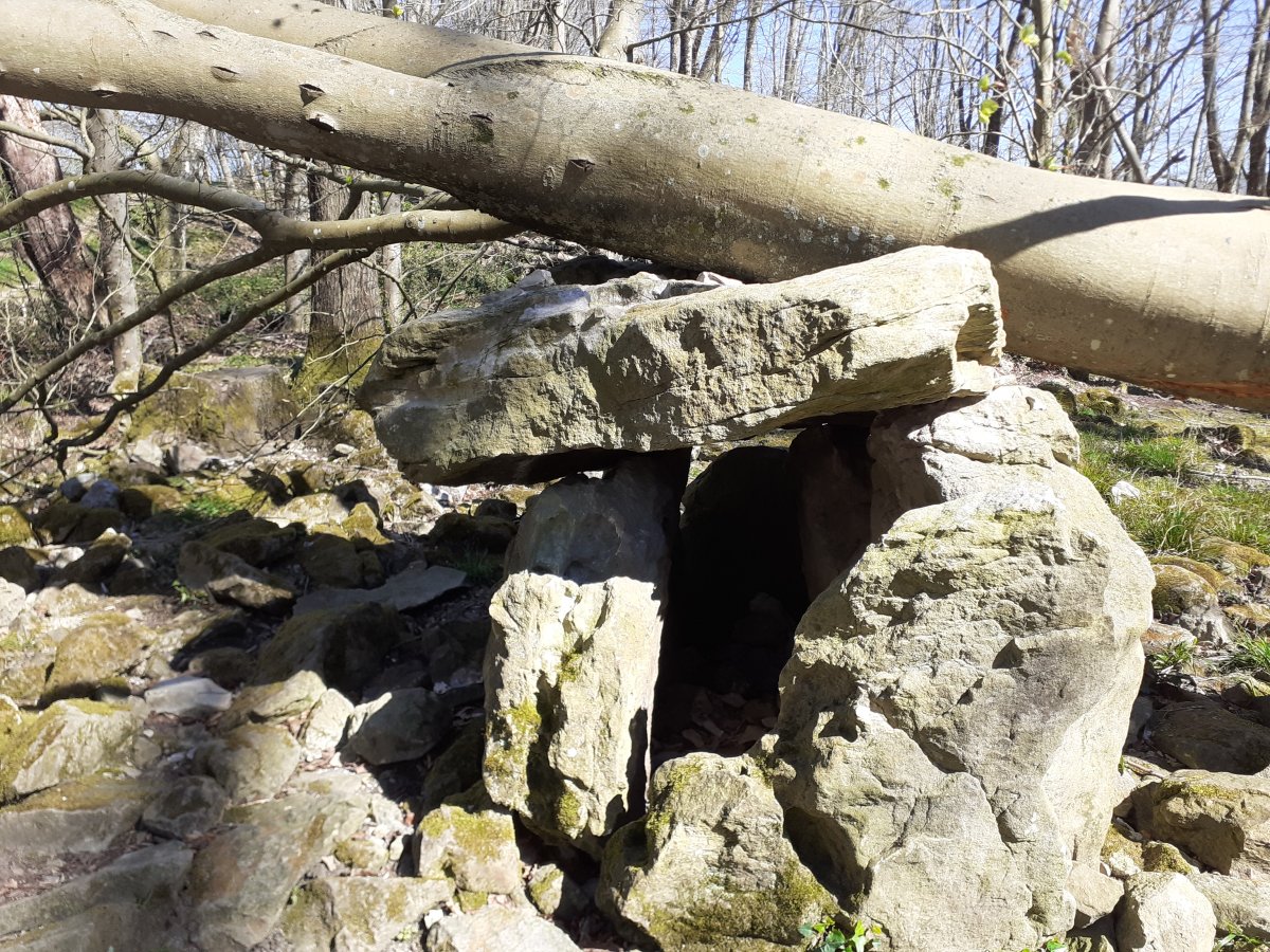 Otro árbol caido al Dólmen (abril 2025)