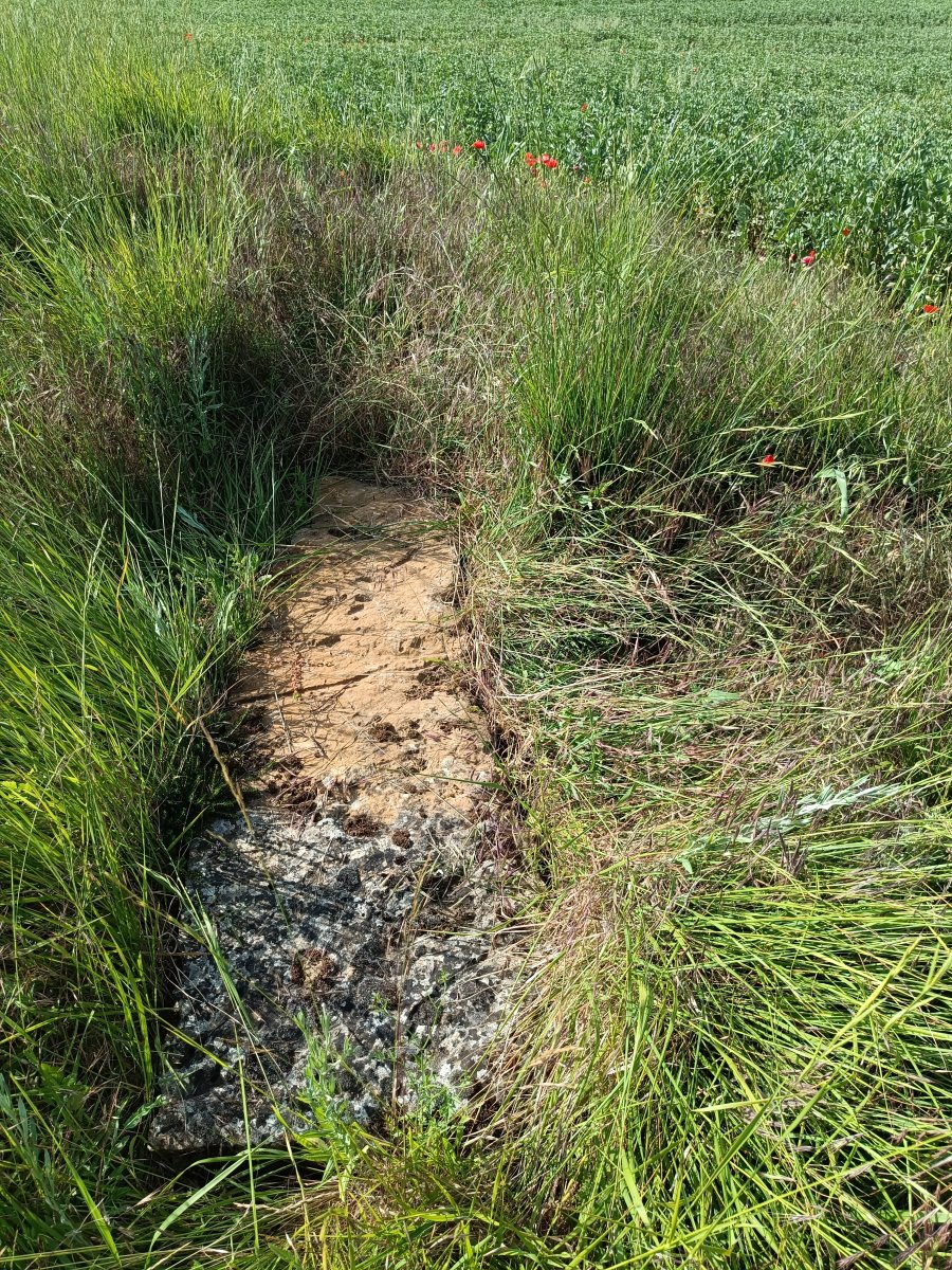 Ilarragorri. 9 de junio de 2025