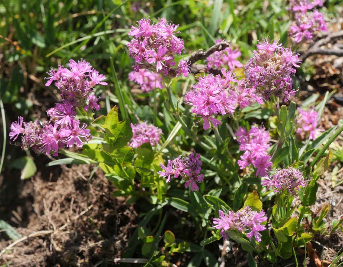 Silene suecica Peyreget aintziraren inguruan