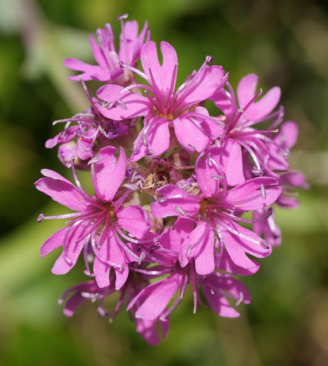 Silene suecica Peyreget aintziraren inguruan