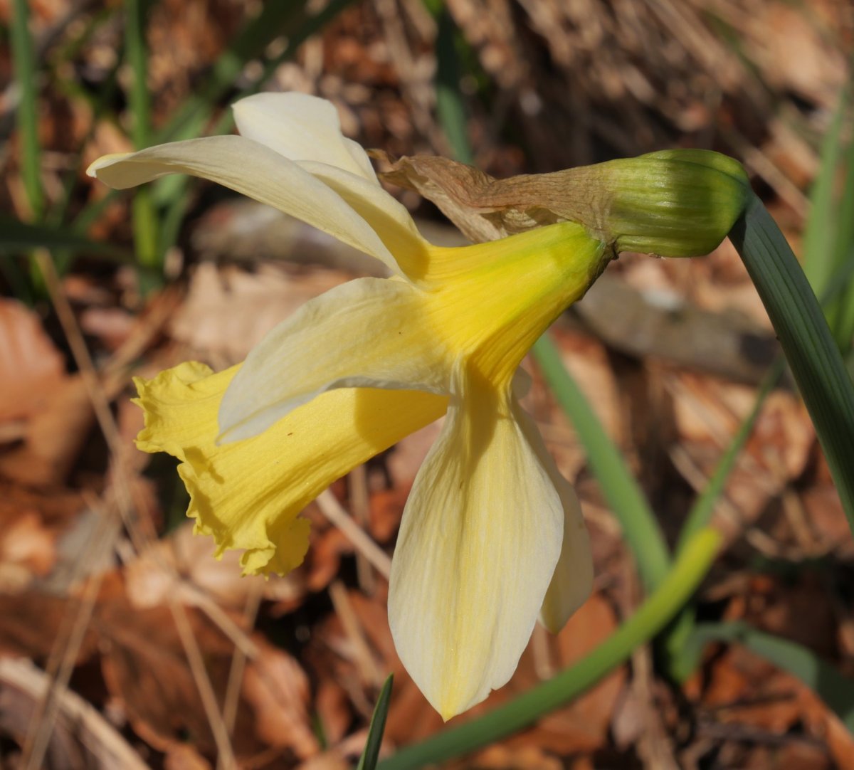 Narcissus pseudonarcissus Zarrantzmendiko ekialdeko hegian