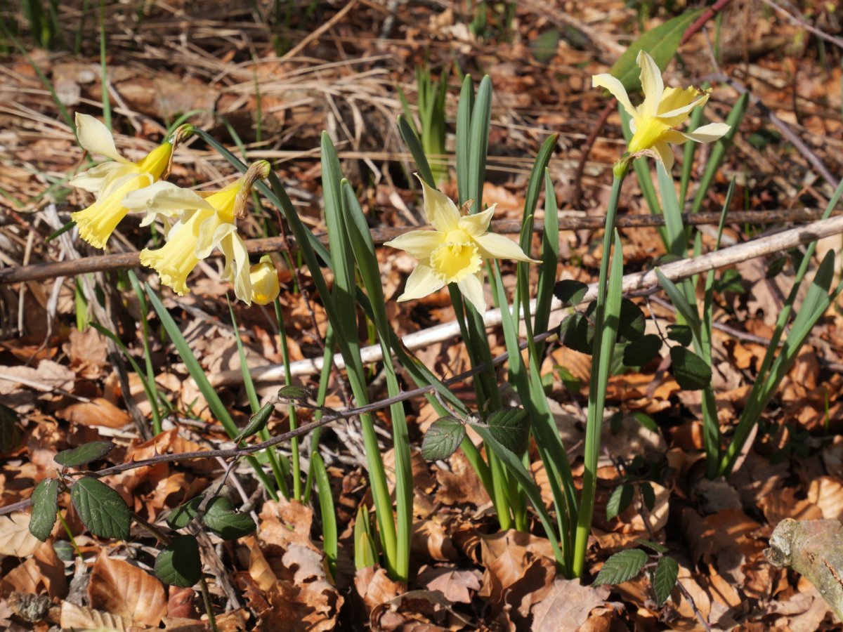 Narcissus pseudonarcissus Zarrantzmendiko ekialdeko hegian
