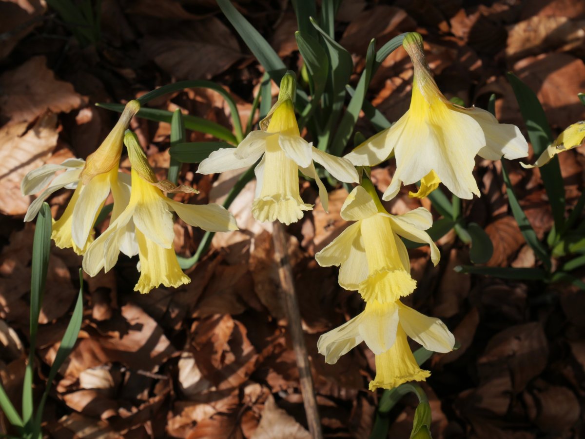 Narcissus pseudonarcissus Zarrantzmendiko ekialdeko hegian