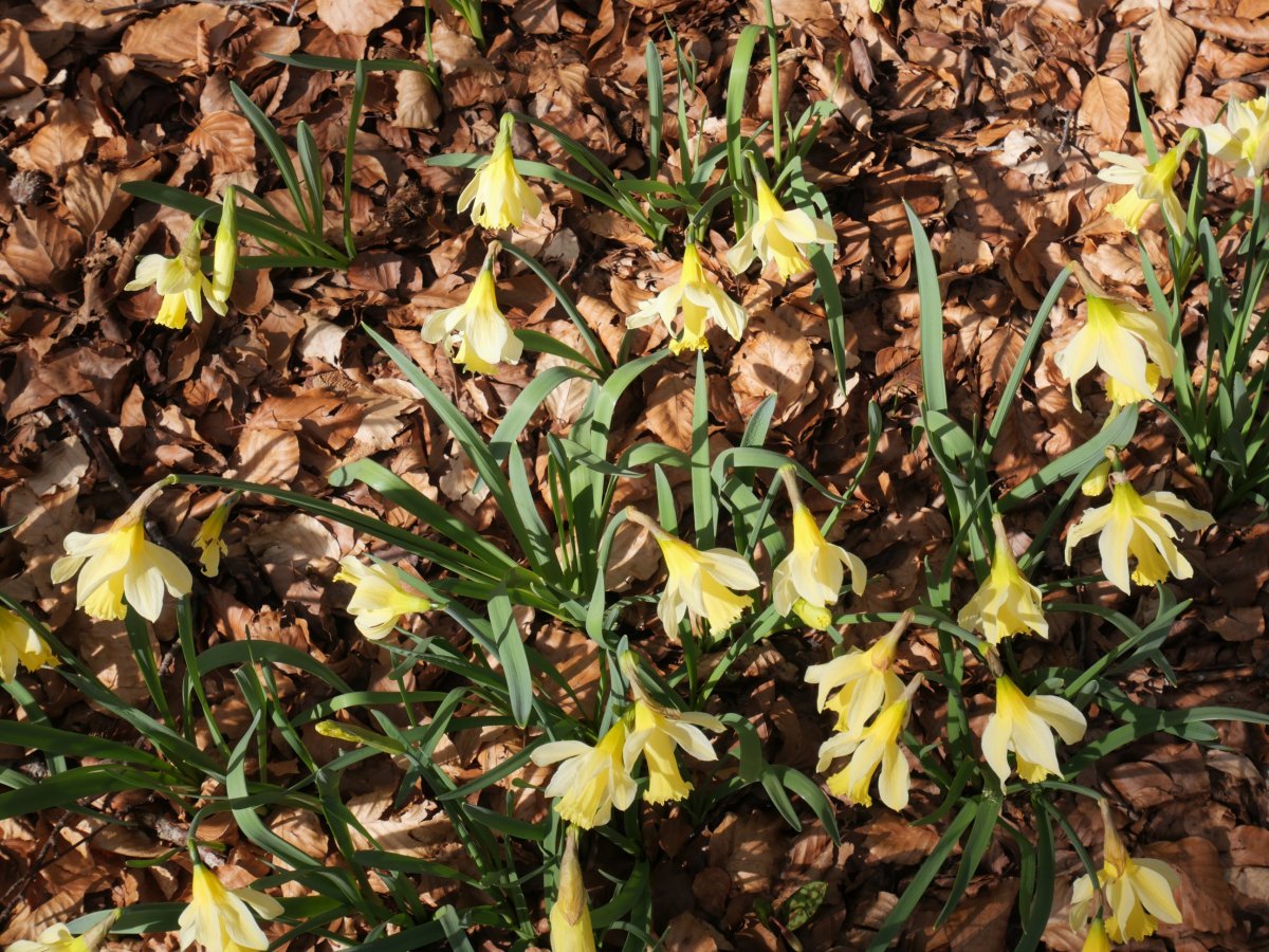 Narcissus pseudonarcissus Zarrantzmendiko ekialdeko hegian