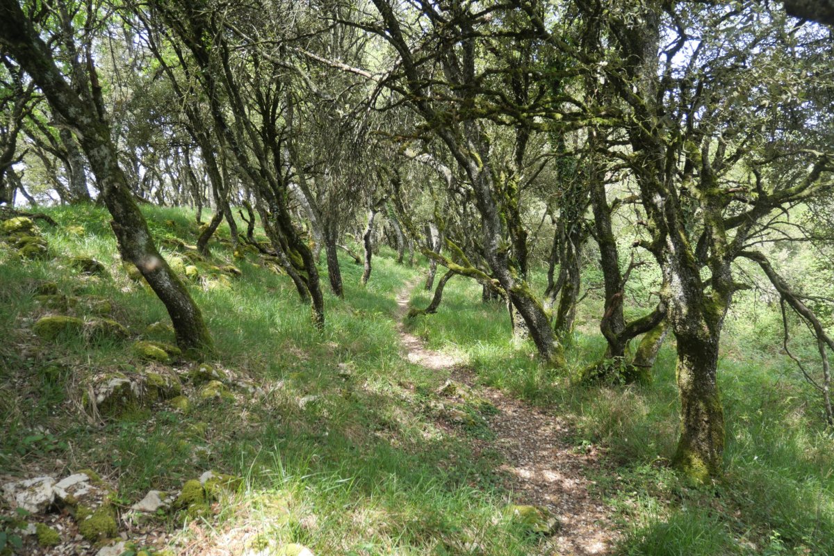 Bizkaiko ekialdeko bizkarreko bidea