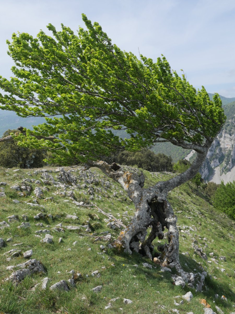 Pago harrigarria ekialdeko bizkarrean