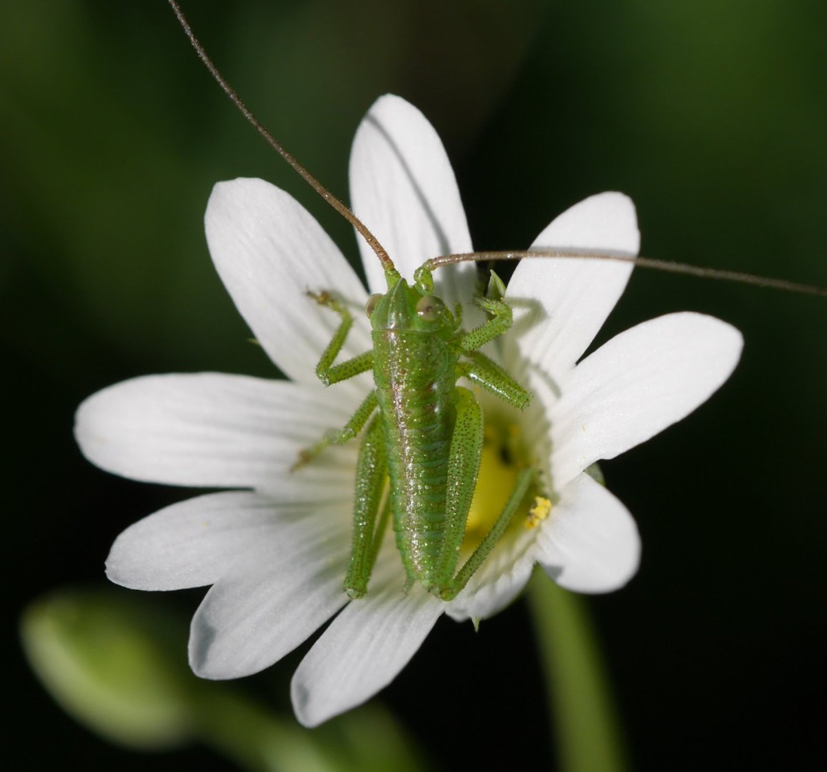 Stellaria holostea eta laguna