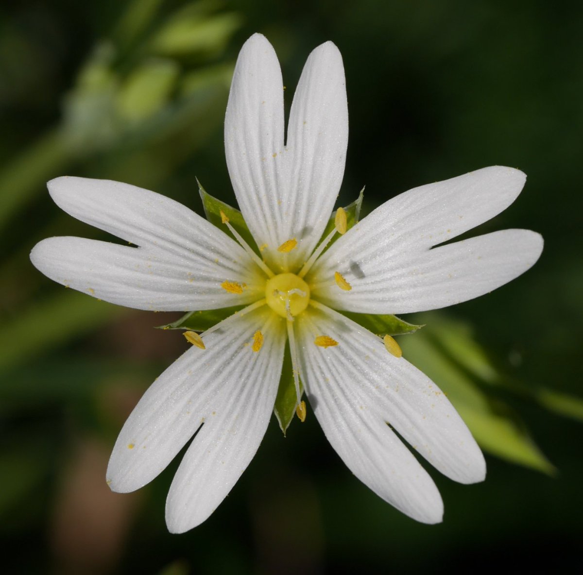 Stellaria holostea