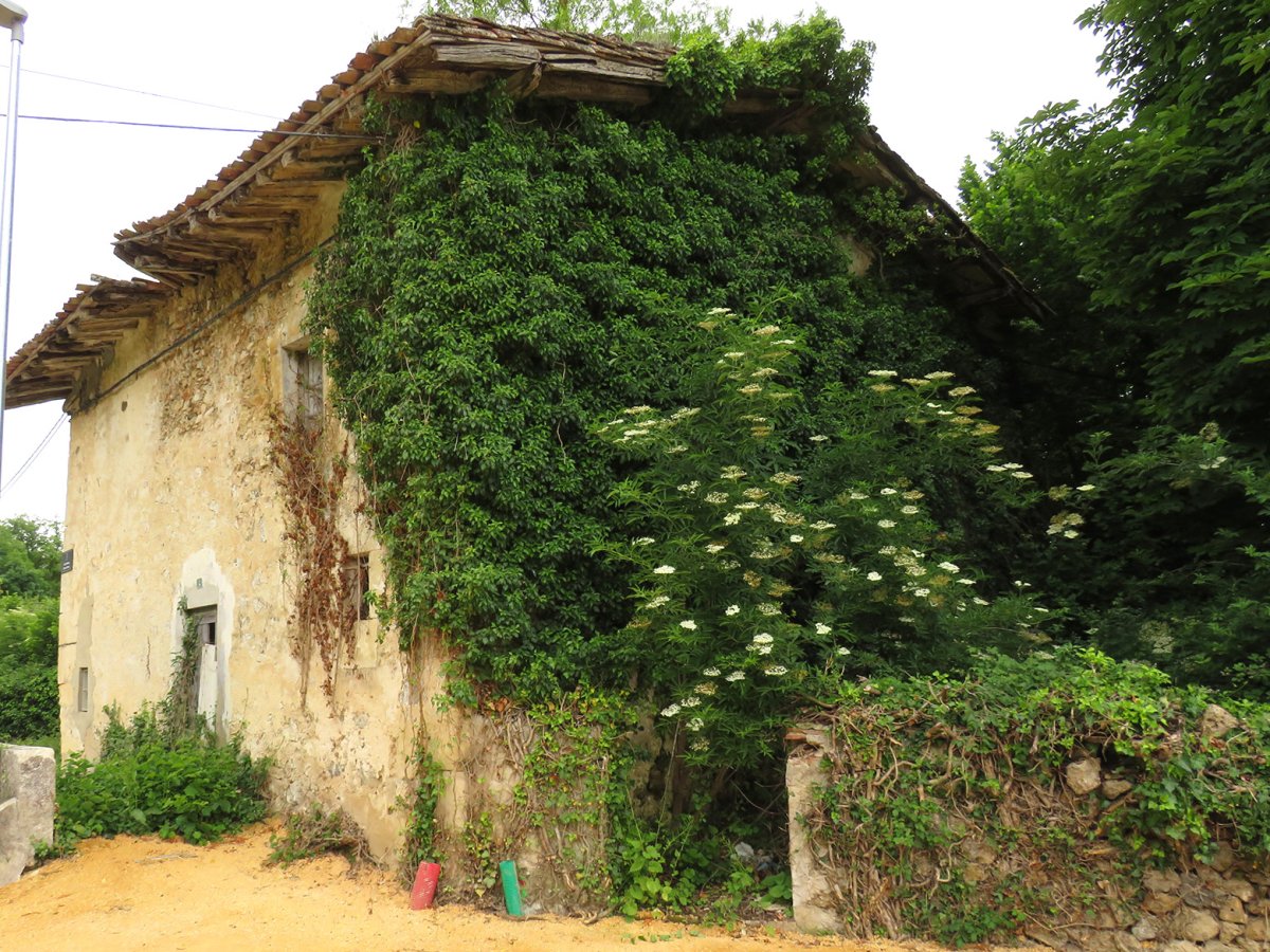 Maestu errota, Maeztu-Arraia maeztu