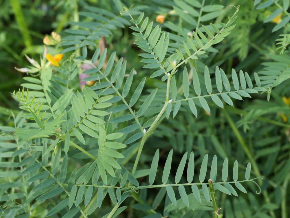 Vicia villosa varia Saldise inguruan