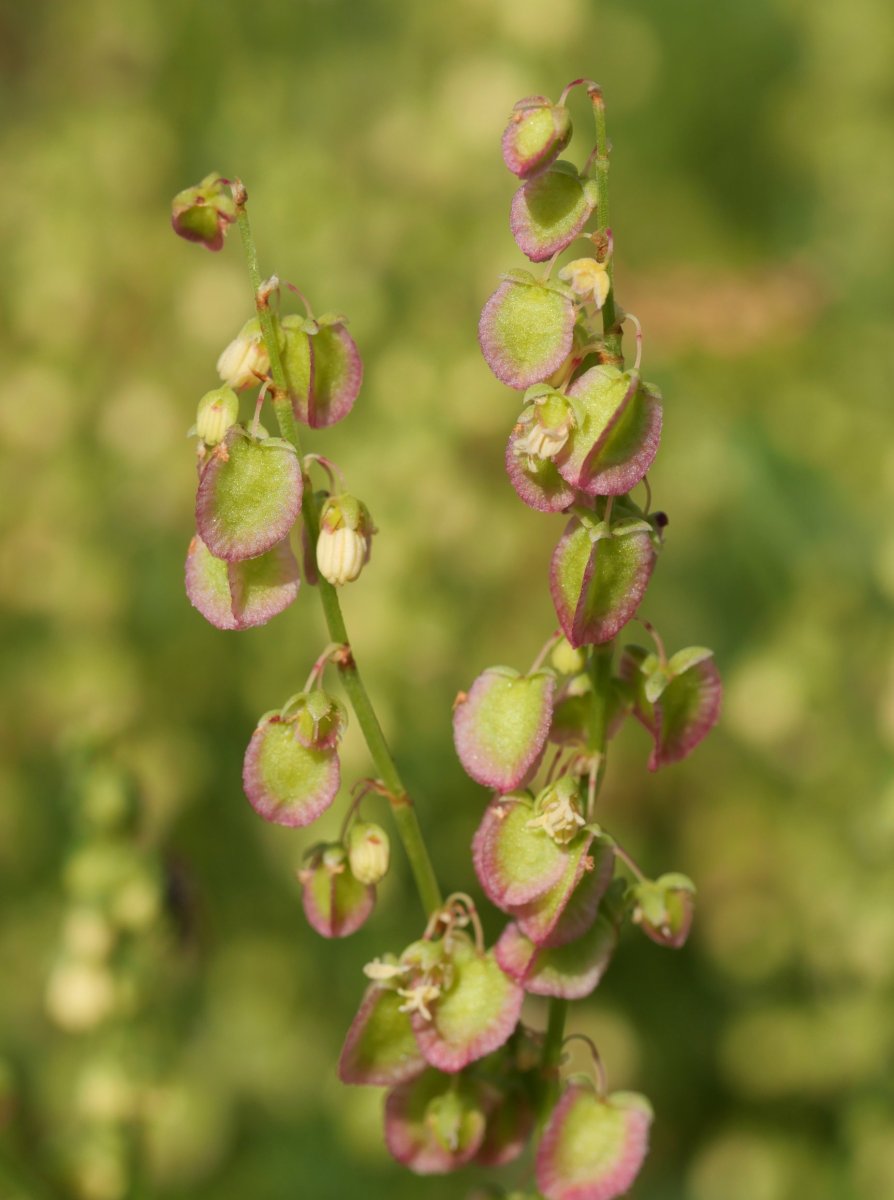 Rumex scutatus Larra aldean