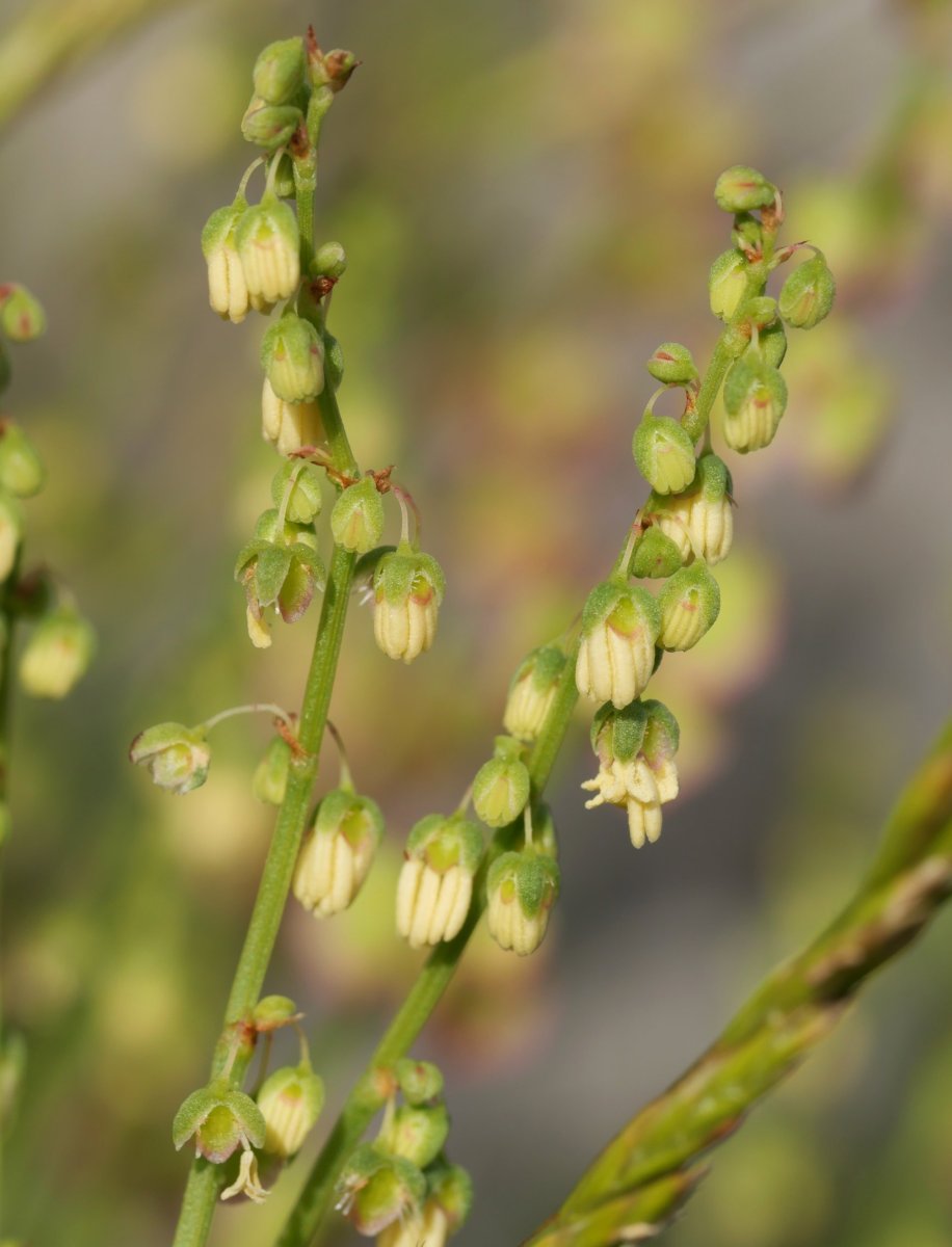 Rumex scutatus Larra aldean