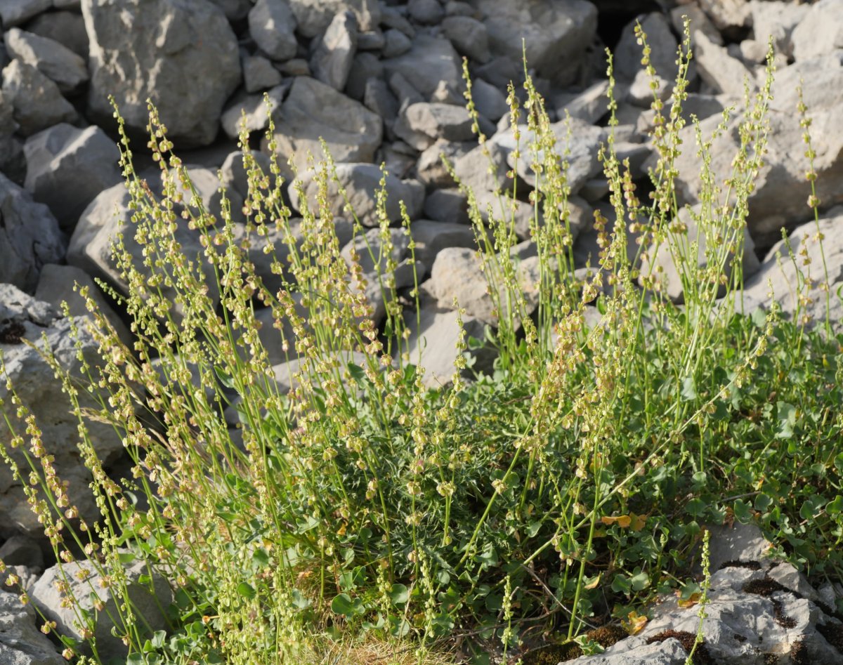 Rumex scutatus Larra aldean