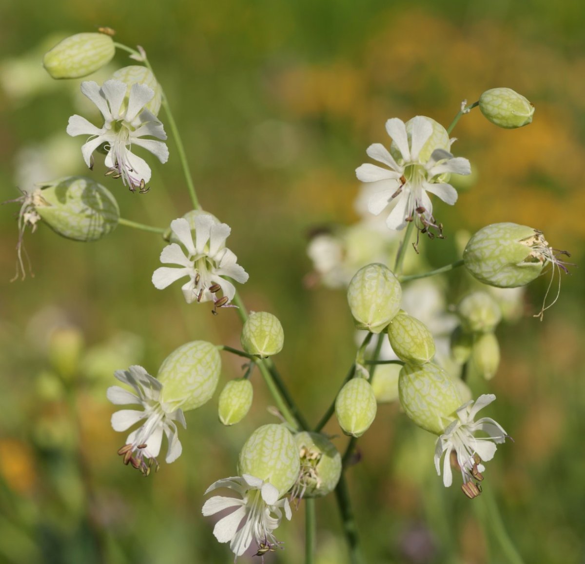 Silene vulgaris prostrata Larra aldean
