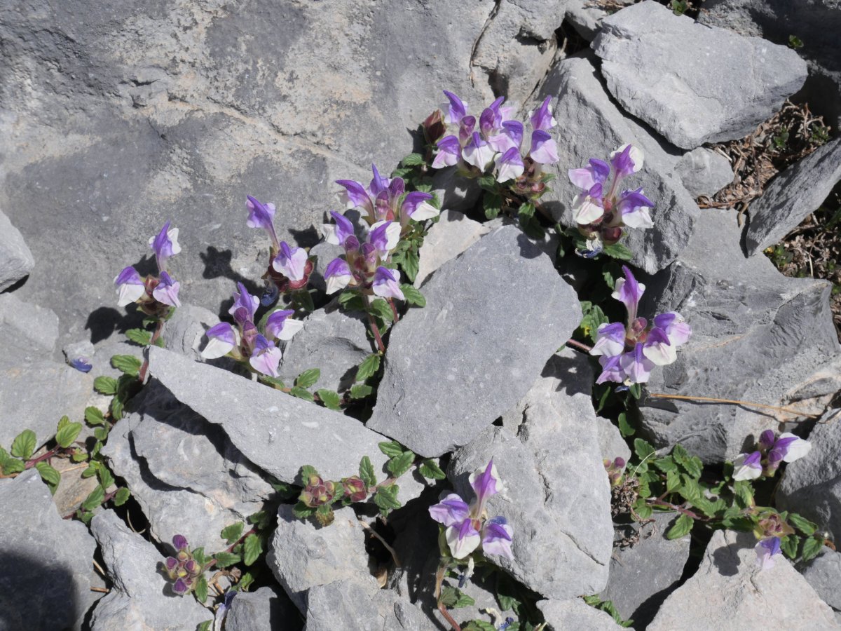 Scutellaria alpina, Foya de Gamuetaren mendebaldeko isurialdean